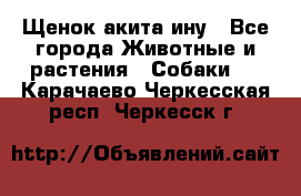 Щенок акита ину - Все города Животные и растения » Собаки   . Карачаево-Черкесская респ.,Черкесск г.